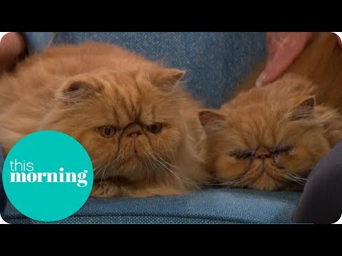 Is the Grumpy Cat Trend Harmful for the Breed? | This Morning