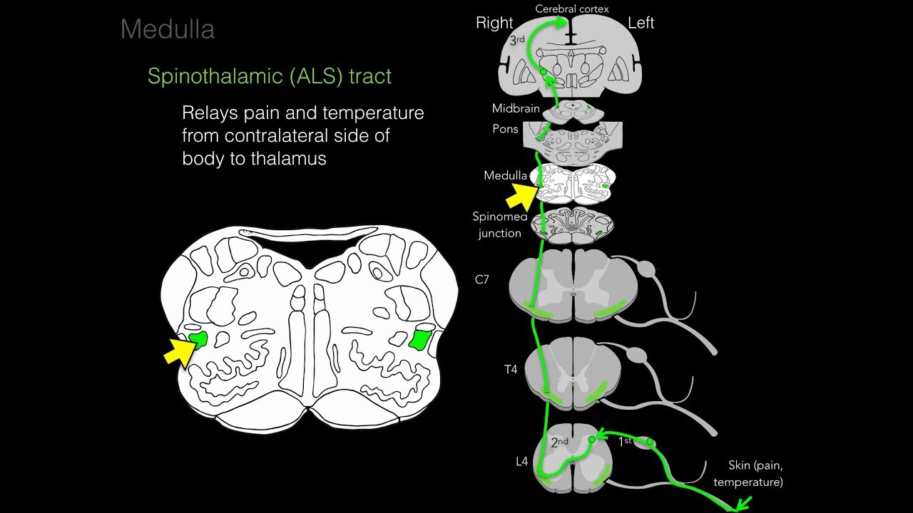 Foundational features of the brainstem