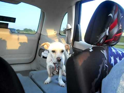 Dog loves car rides and listening to baseball.