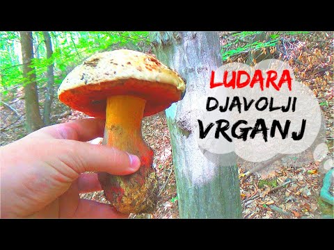 Pazite se Otrovnog Vrganja - Ludara - Djavolji Vrganj !!! Krenuli