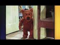 Columbia TriStar Bear In The Big Blue House VHS And DVD Trailer 1999 2003