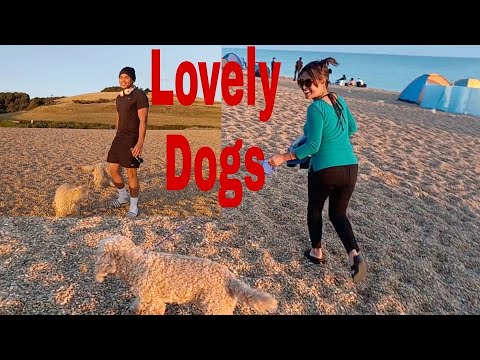 PINAY LIFE IN UK: WALKING THE DOGS AT THE BEACH WITH JR.