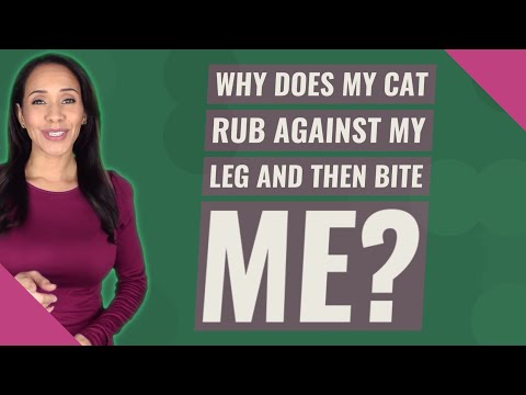Why does my cat rub against my leg and then bite me?