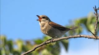 Won't You Come and Sing for Me - Delia Bell and Bill Grant