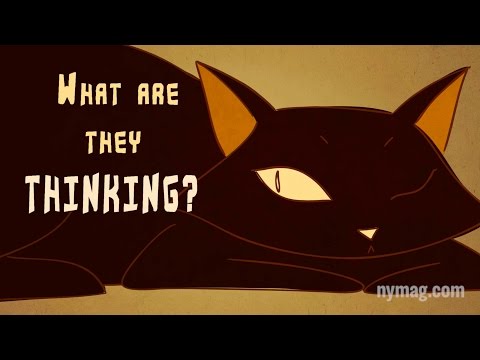 Ever Wondered What Cats are Thinking?