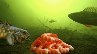 Рыбалка карп карась сом жерех плотва щука голавль и налим