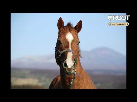 [씨수말]돌아온포경선 (DORAONPOGYEONGSEON)