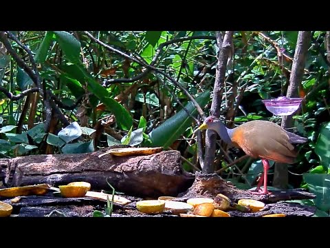 Wood-Rail And Woodpecker Share The Panama Fruit Feeder – April 10, 2020