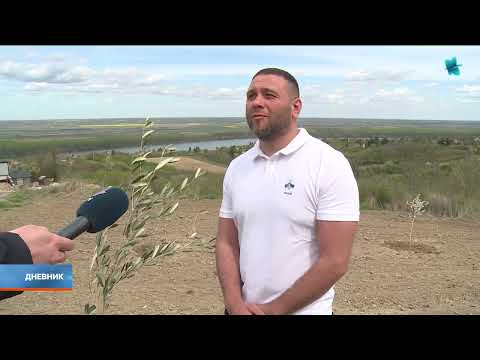 Da li je moguće uzgajati masline u Sremu?