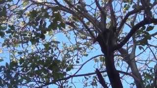 preview picture of video 'Un perico entre los árboles cerca del muelle en Santa Marta, Colombia'