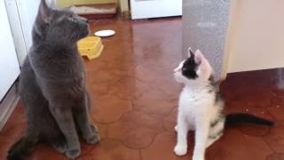 weird cats - animals being weirdos  biggest weirdo