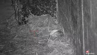 [問卦] 敢殺鼠鼠嗎？