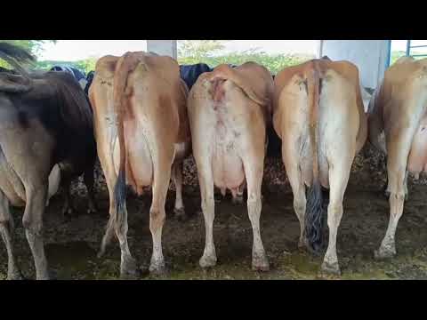 8 JERSEY PARIDA A VENDA 87981470453 LOCAL AGUAS BELAS PE