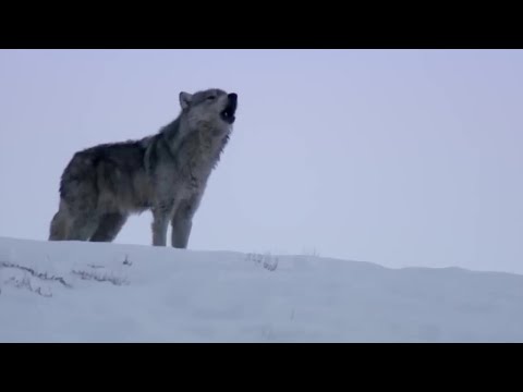 Wolves Unable to Separate After Sex! | Animal Attraction | BBC
