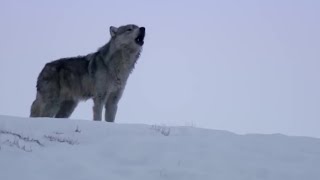 Wolves Unable to Separate After Sex! | Animal Attraction | BBC