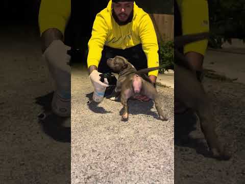 How to correct Vaginal prolapse Dog prolapse without surgery save some money. $$$$