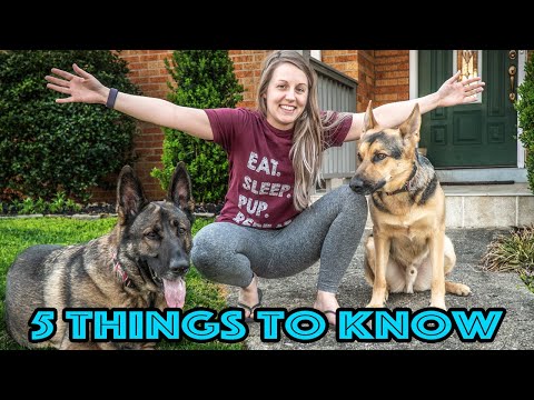 5 Things to Know Before Getting a German Shepherd!