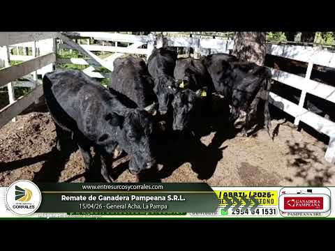 15-04-26 - Remate de Ganadera Pampeana S.R.L. - General Acha, La Pampa