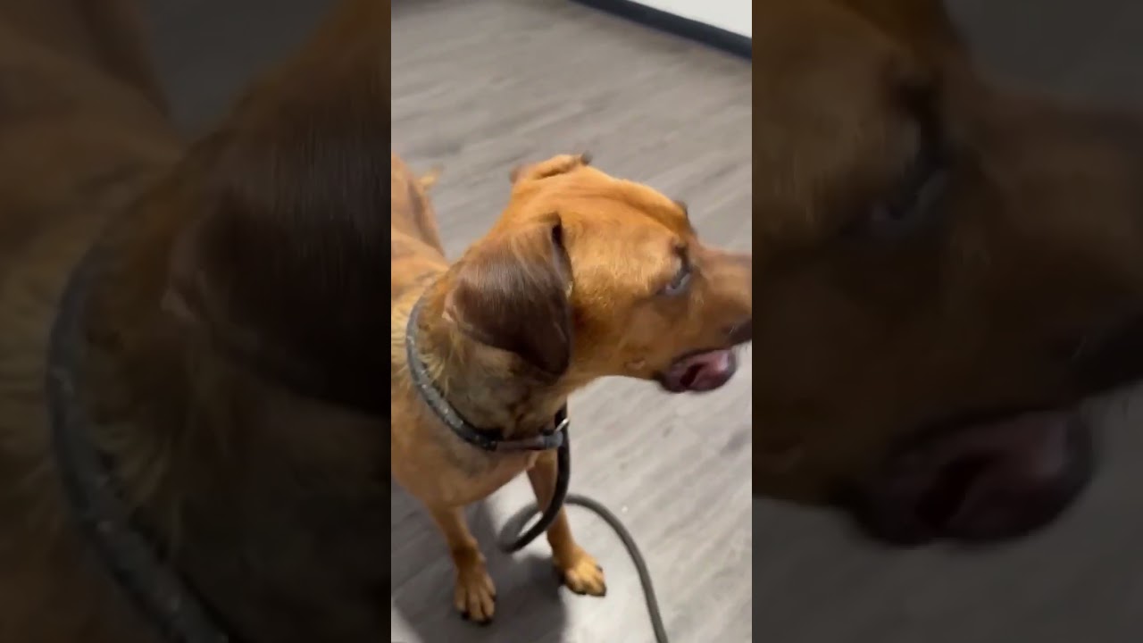 Enlarge Olive (IN FOSTER), a ADOPTABLE mixed breed in Joliet, IL video 5/6