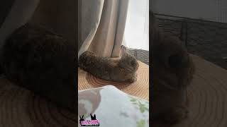 ちょこん🐇