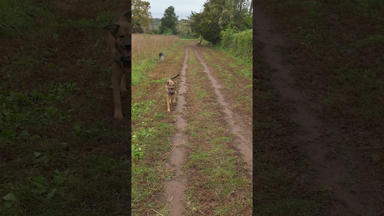 Enlarge Astra, a Adoptable mixed breed in Morristown, NJ video 5/6