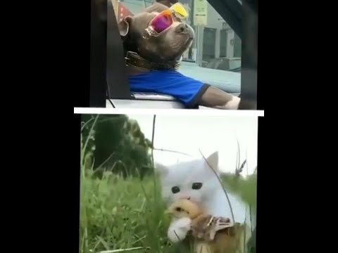 Cutness Overloaded in pets