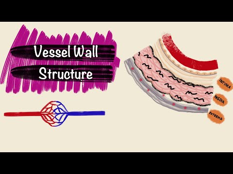 Structure of Blood Vessels | Layers of the Vessel Wall | Blood Vessel Histology