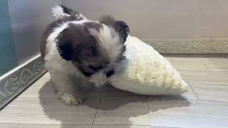 シーズーの動画01