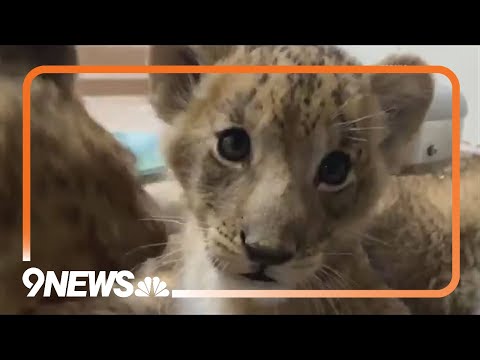 Denver Zoo's lion cubs enjoy watching 'Bluey' - YouTube