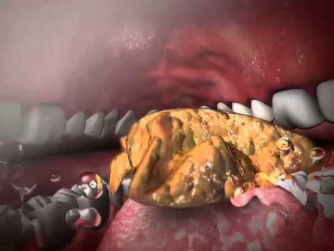 Learn@Visible Body - Mechanical Digestion And Chewing