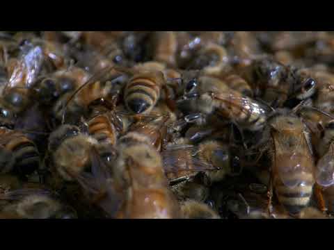 Bi fluster, och extrem närbild