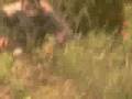 Amarildo Campos Flv