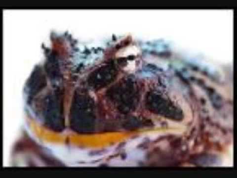 GROSS KIDS SONGS  TOM THE TOAD