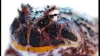 GROSS KIDS SONGS  TOM THE TOAD