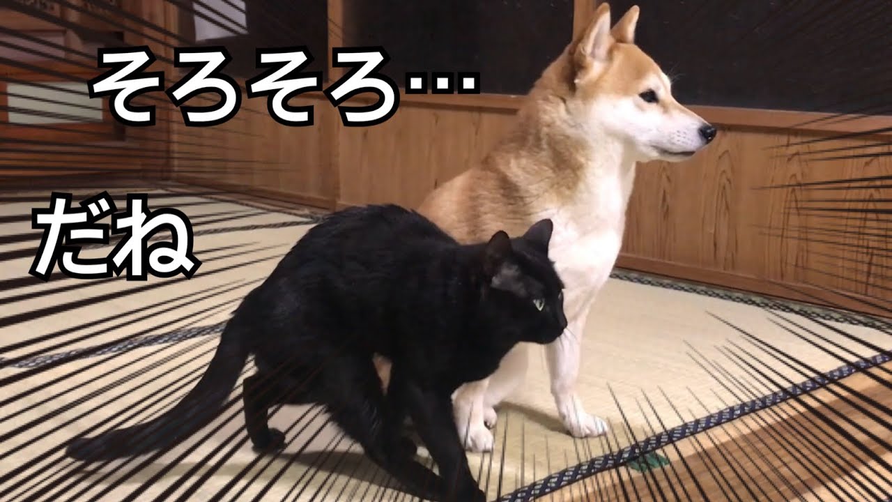 パパの帰宅とママの帰宅 Welcome home!!