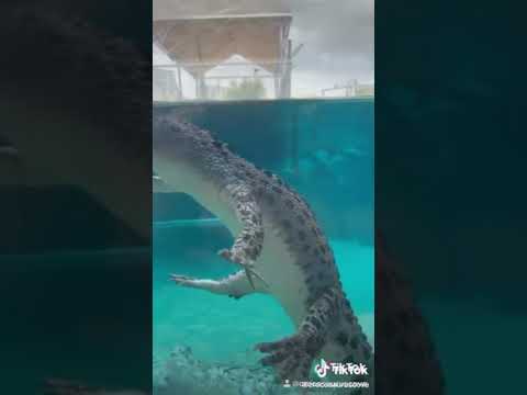 Alligator floating with gangplank galleon playing