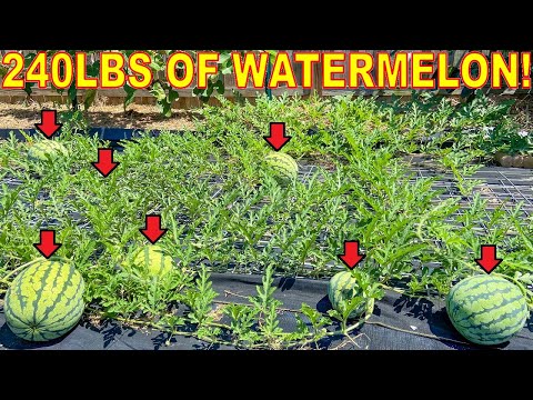 Grow 200 LBS of Watermelon On ONE PLANT! [Complete Guide]