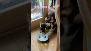 三毛の子猫ファミリー計画⑥　室内に初侵入！😼