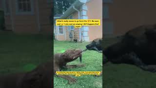 Belgian Malinois vs. American Pitbull Terrier… who won?? #shorts  #dogtugofwar #fyp #insanespeed