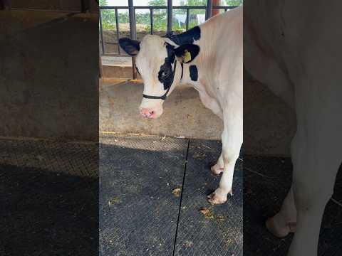 Beauty & Breed Heifer For Sale , ABS SPIKE , TOP QUALITY HF , #chopradairyfarm #trending #cow