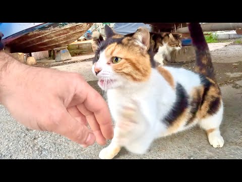 Slap Machine Stray Cat Beat Me Up