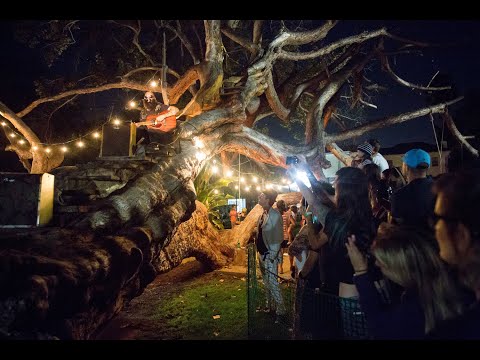 Tim Armstrong in a Tree   East Bay Night