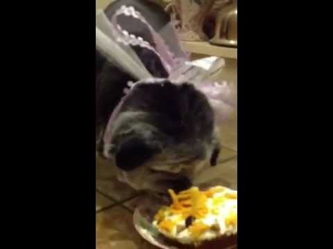 Wilhelmina the Pug's 16th Birthday