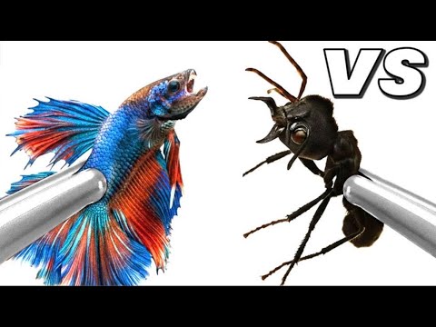 1,000 Ants V.S Fish | 😱 Anttrek Ant Colony Simulation