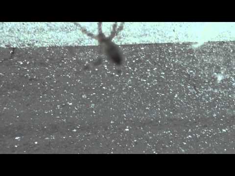 🐝 Winter Golden Orb Weaver Spider - Genus Nephila - Real Japan Monsters