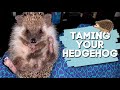 How To Tame A Hedgehog