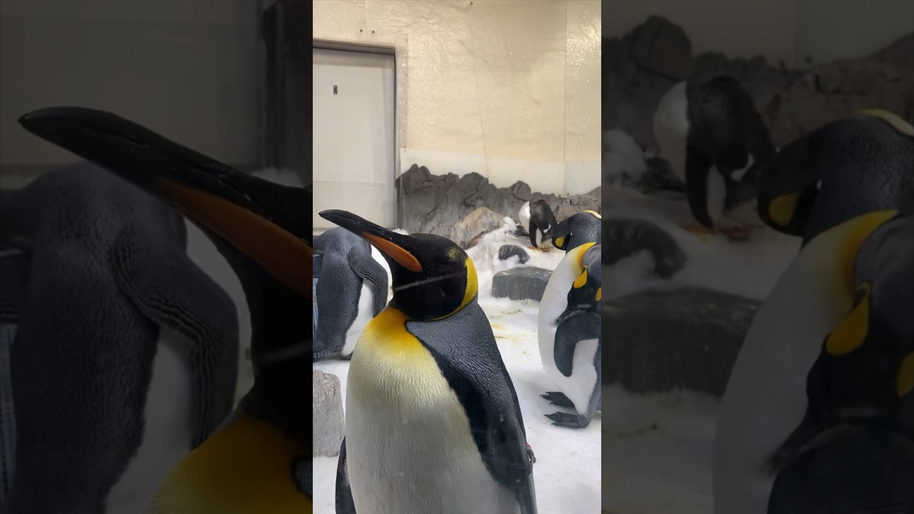 YouTube Short thumbnail