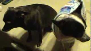 THE BEST DOGS FOR PREPPING OPSEC ARE CHIHUAHUAS!