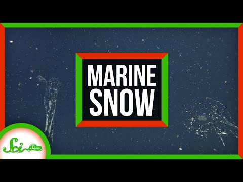 The Most Incredible Snowfall on Earth Occurs Deep Underwater
