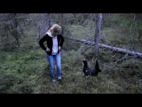 Hustjädern Huston slår till